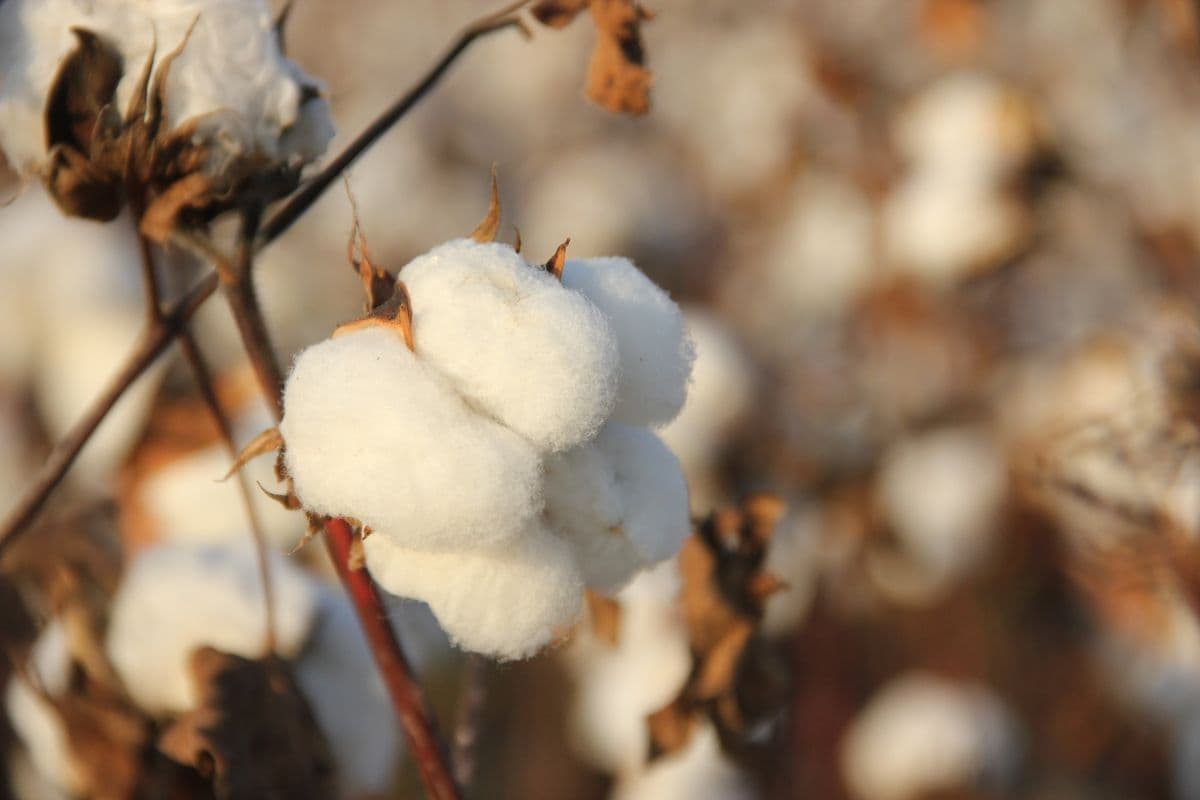 Cotton bolls ready for harvest