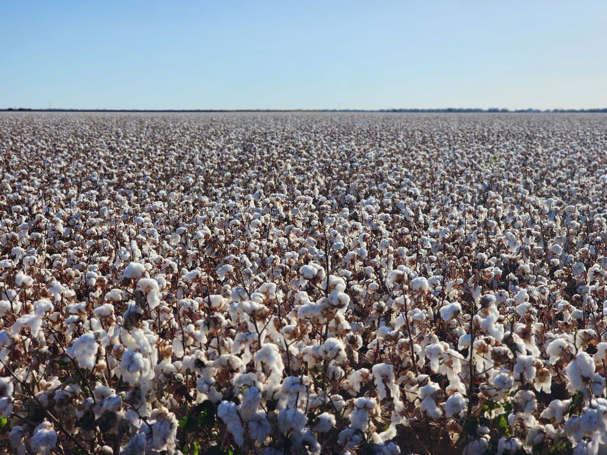 Cotton fields on the plain of Thessaly