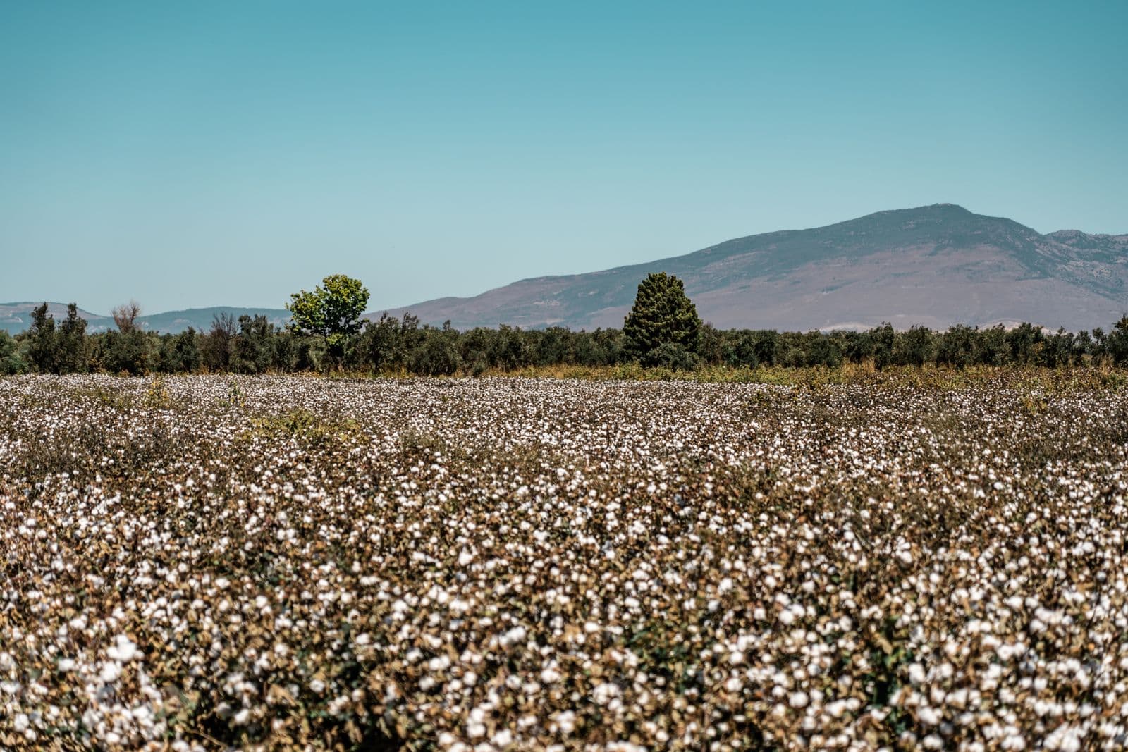 Cotton fields on the plain of Thessaly