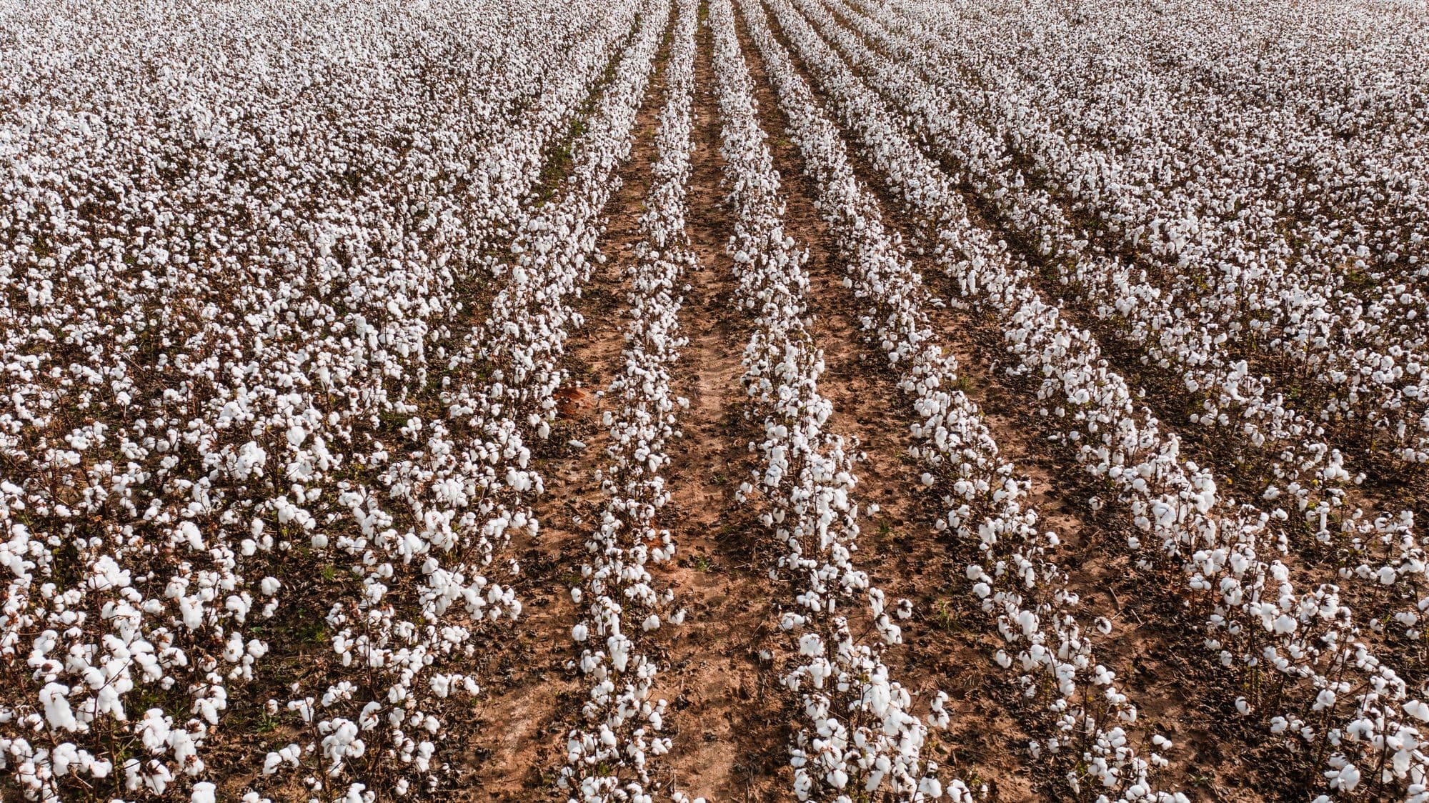 Rows of cotton stretching across the plain